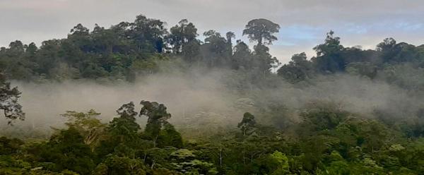Tropical forest, French Guiana © N. Cialdella, CIRAD