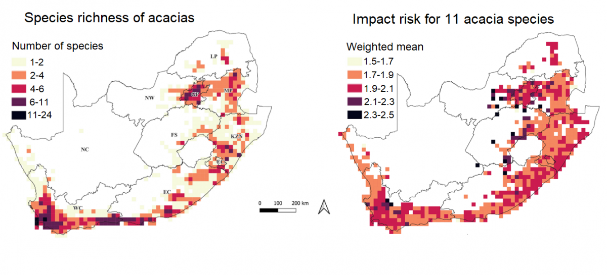 Map of acacia distribution in South Africa, alongside an impact risk map. Some zones are at high risk despite low numbers of acacias, and vice versa. Source: Boulesnane-Guengant, O. et al. 2025